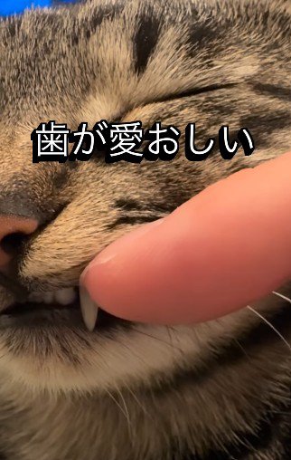 歯を見せられる猫