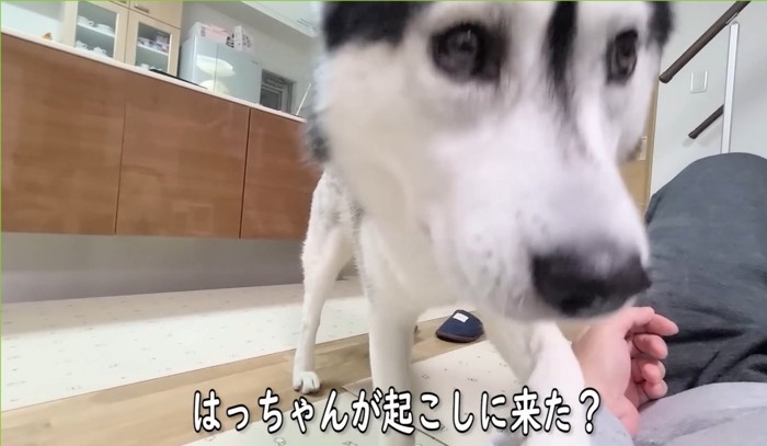 ドアップの犬