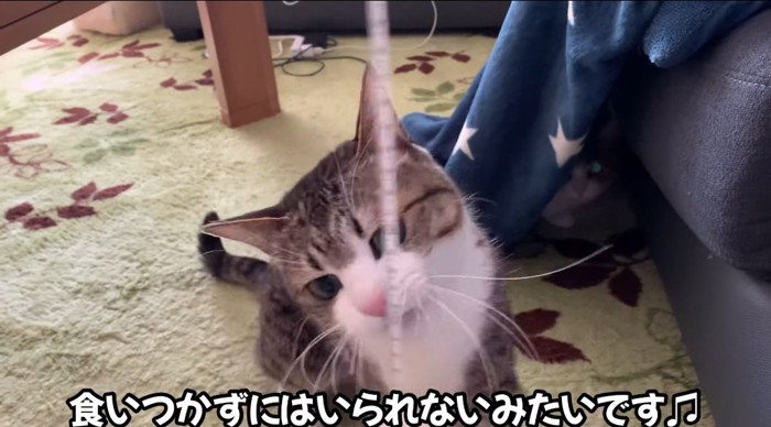 メジャーで遊ぶ猫