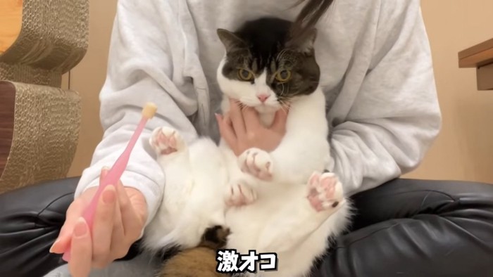 怒った顔の猫