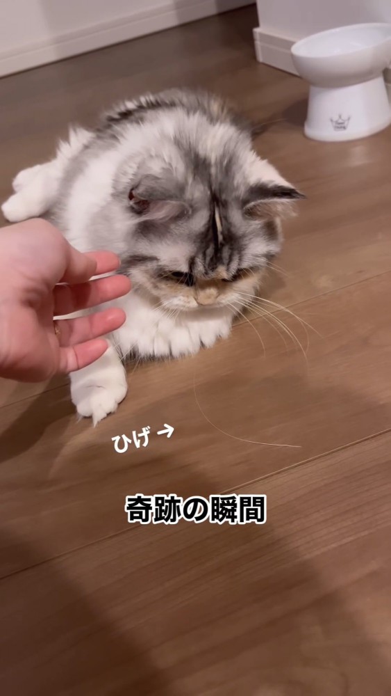 ヒゲが抜けた猫