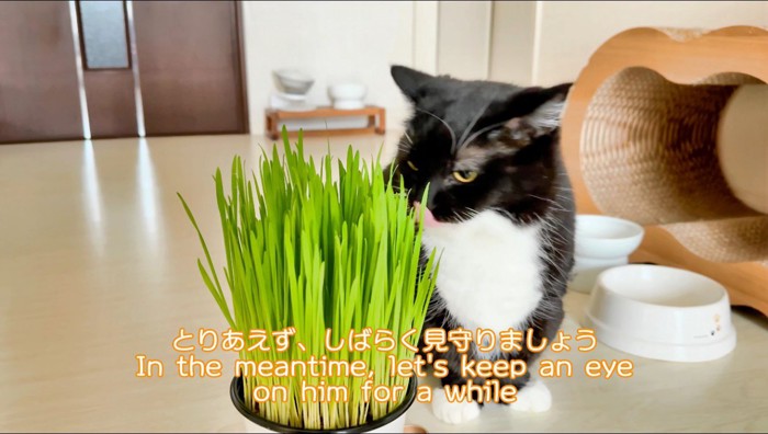 猫草に顔を近づける猫