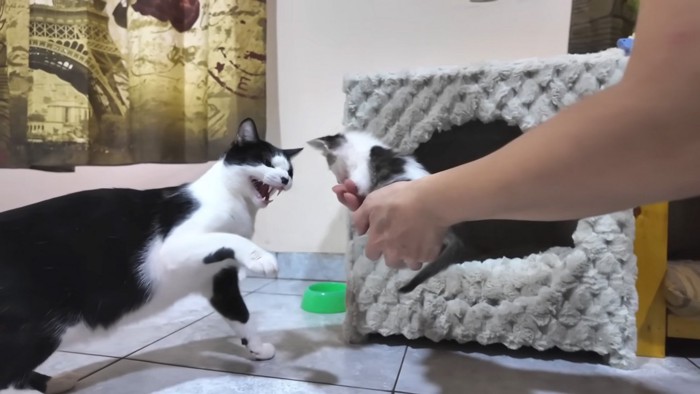 警戒する猫