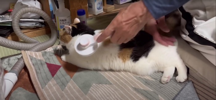 人にブラシをしてもらっている猫%%気持ちいいニャ