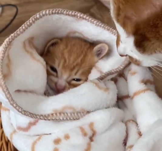 再びちまちゃんを見守りにくる先輩猫