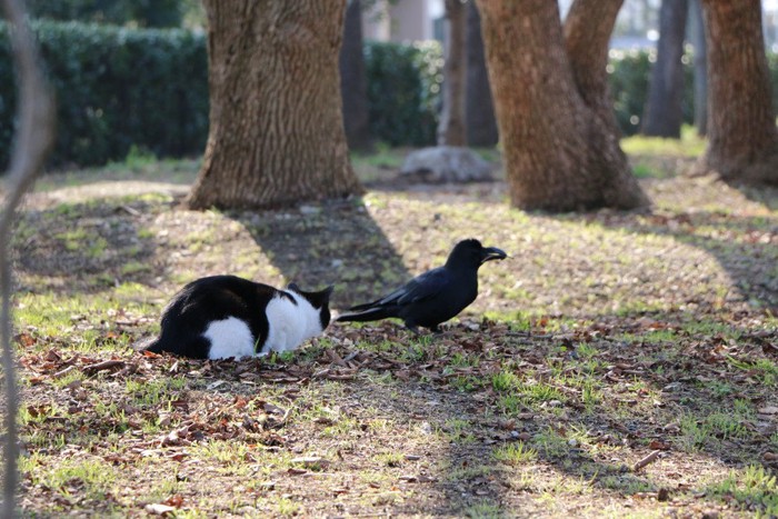 猫とカラス