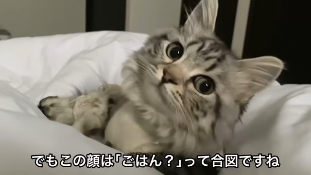 布団の上でこちらを見る猫