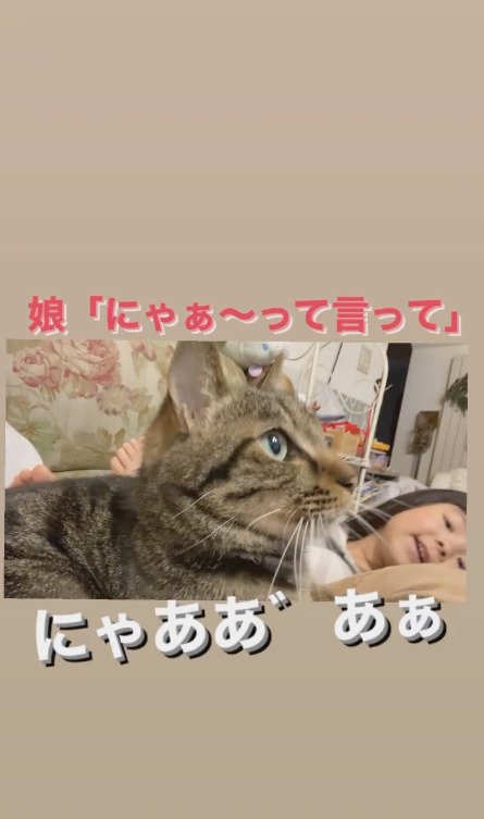 娘さんに声をかけられる猫