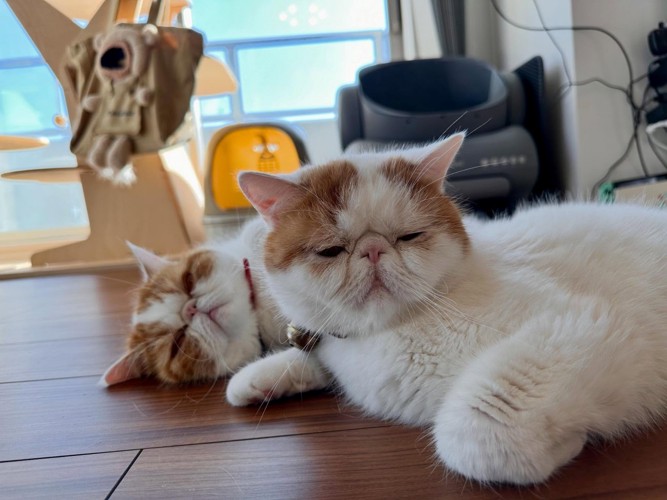 横になる2匹の猫