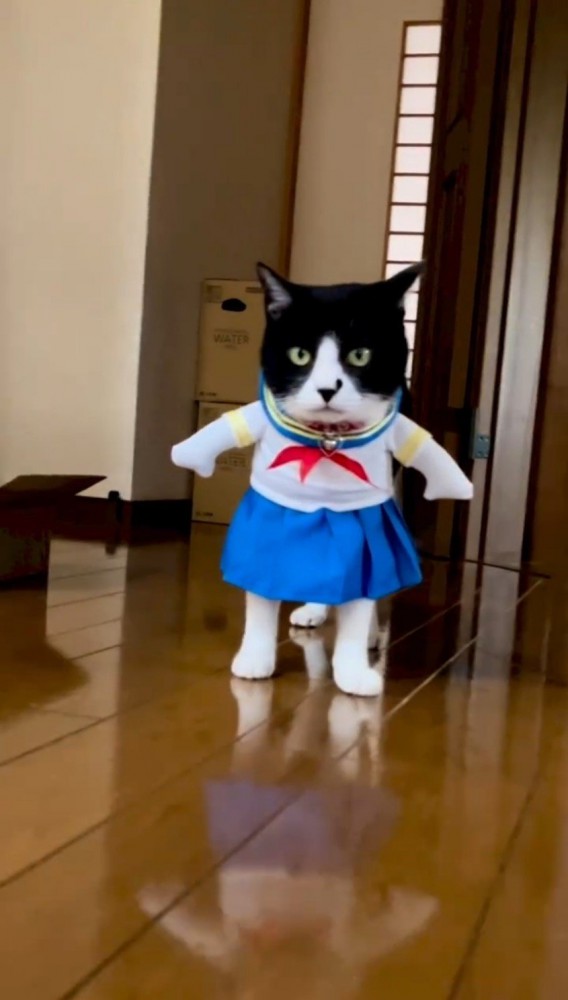 コスプレをして正面を向く猫2