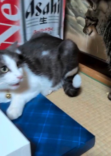 キジ白猫に近寄るキジトラ猫