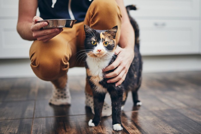 三毛猫にさわる飼い主
