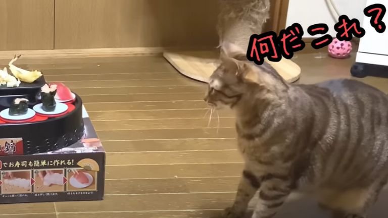 警戒している猫ちゃん