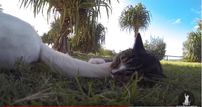 犬の尻尾を噛む猫