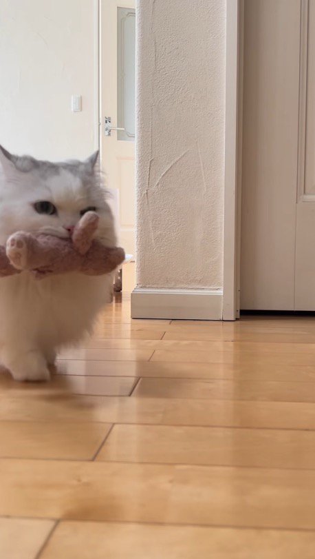 ぬいぐるみを咥えて歩いてくるミヌエット