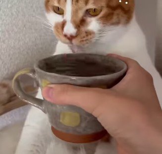 水を差し出された猫