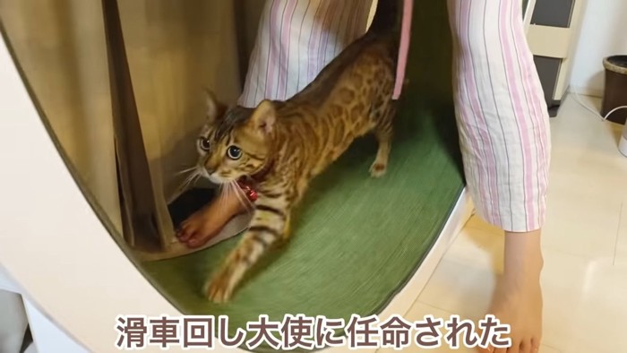 走る猫とピンク色のズボンの人