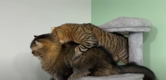 キャットタワーの上に猫2匹