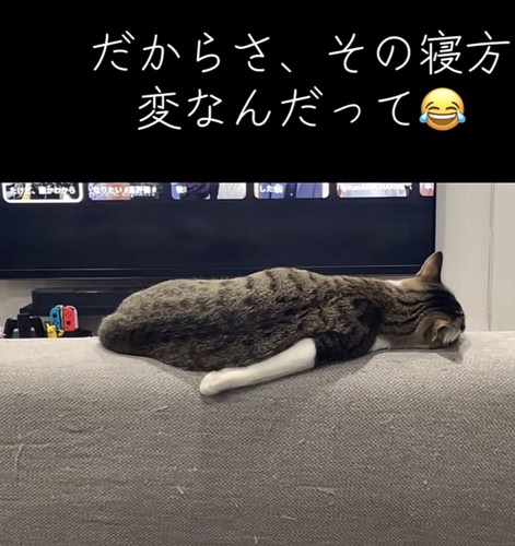 猫の後ろ姿の写真4