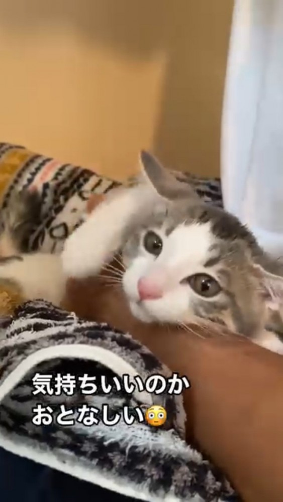 パパにドライヤーをかけてもらう子猫