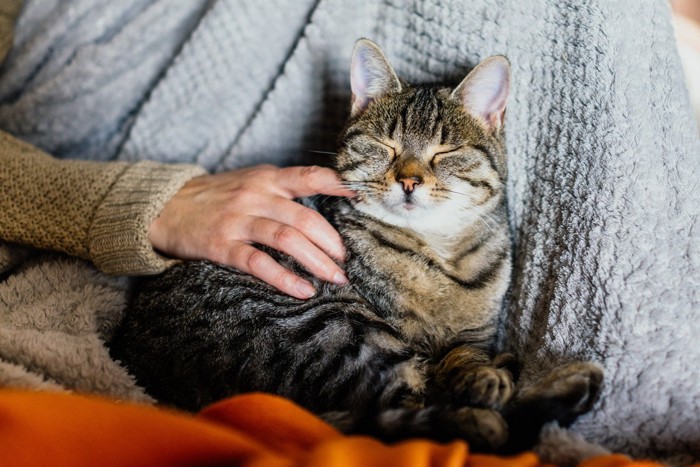 飼い主に体を預けて眠る猫