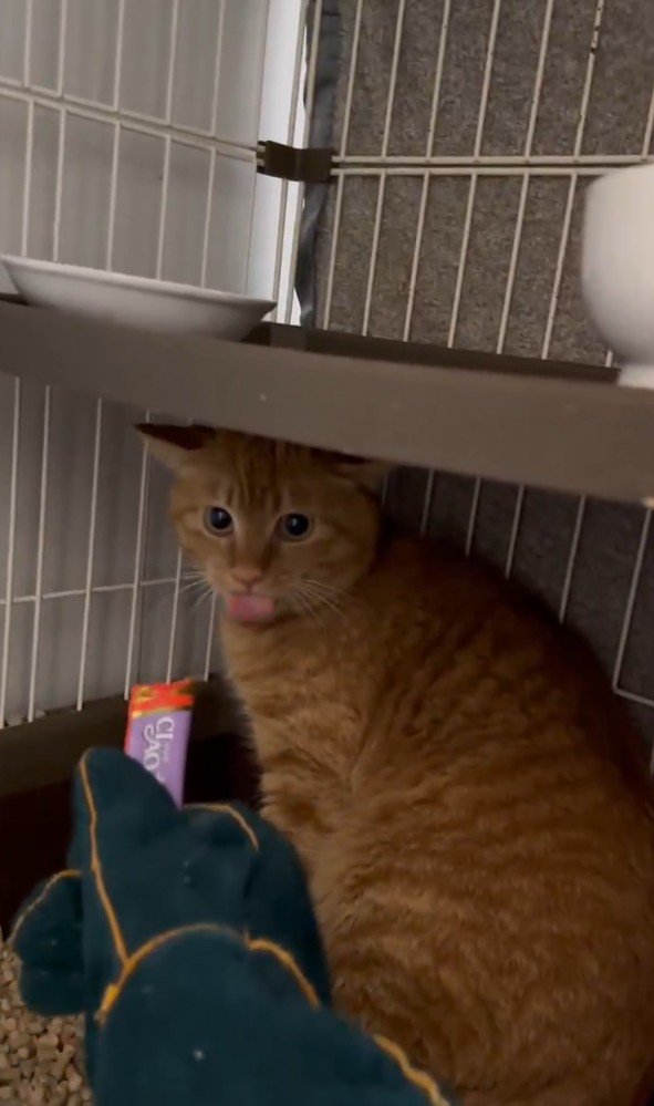 おやつを味わう猫