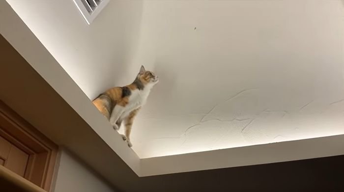 虫が気になるモモちゃん