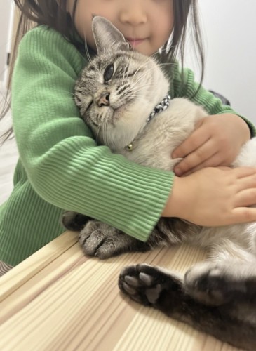 抱きしめられる猫