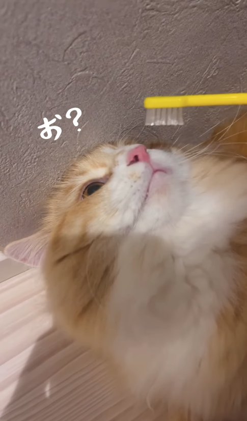 壁に頭をつけて歯ブラシを見つめる猫「お?」