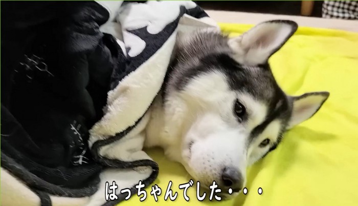 黒い毛布に包まる犬