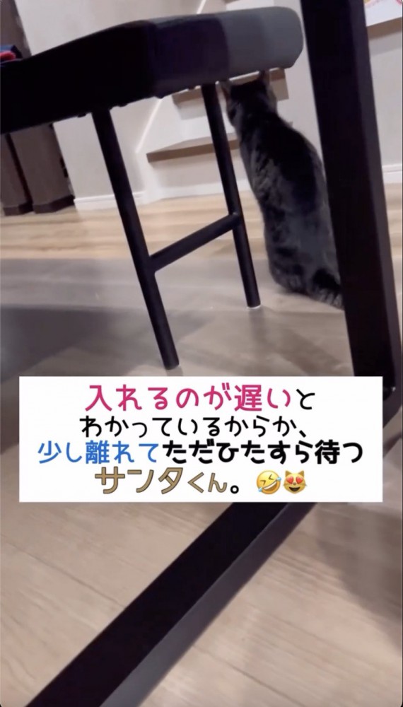 テーブルの下で座り込む猫