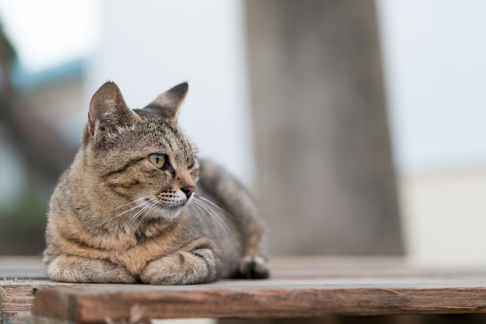 伏せて横を向いている野良猫