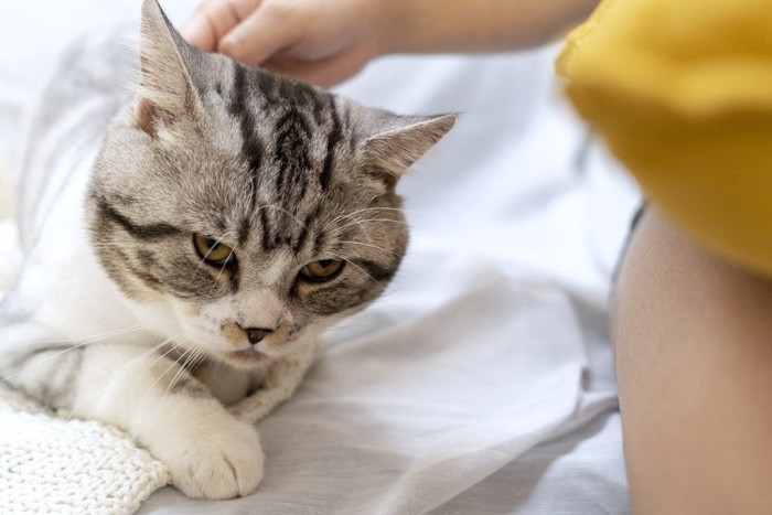 不機嫌そうな猫