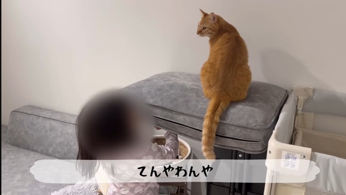 てんやわんや
