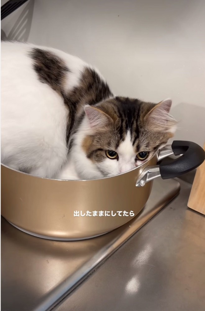 鍋に入る猫