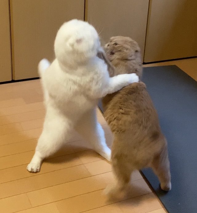 後ろ足で立ち上がって、前足でお互いに掴みかかる2匹の猫