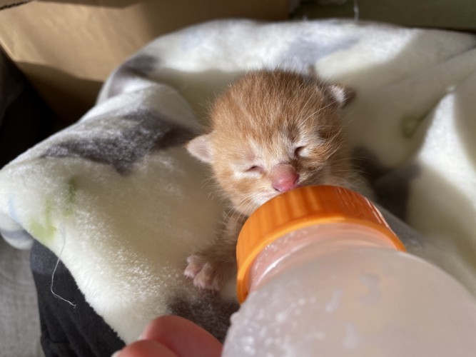 ミルクを飲む子猫