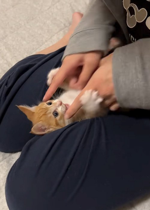 触られる猫