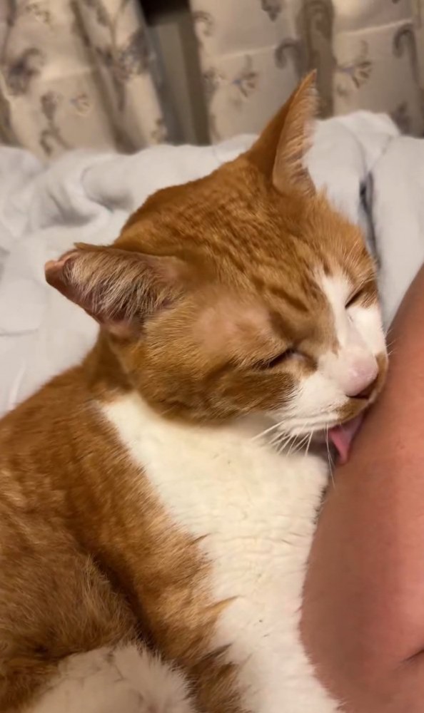 舐める猫