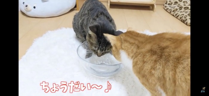 すずちゃんも飲みたい