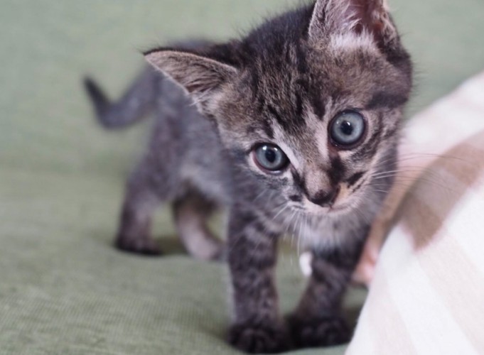 見つめる子猫