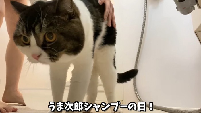 立っている猫