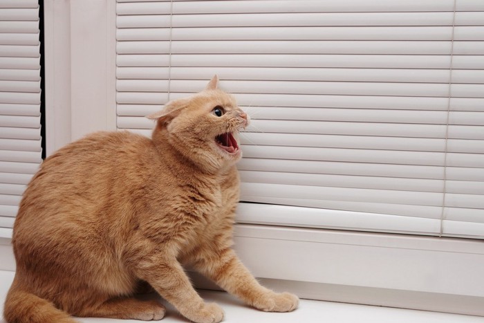 パニックになった猫