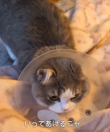 エリカラを着けた猫(いってあげるニャ)