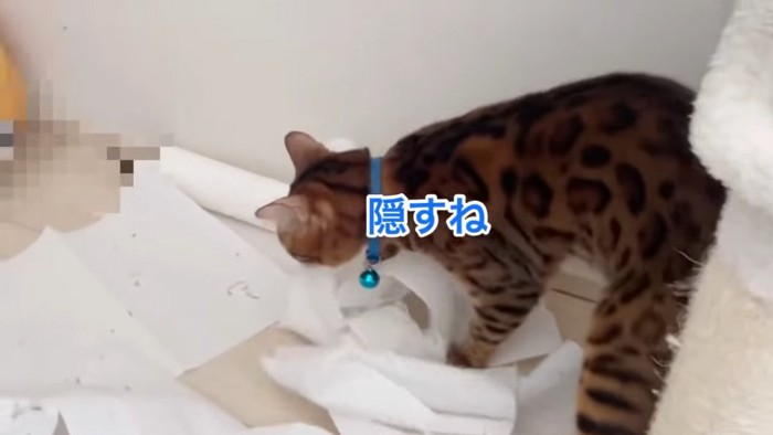 散らかったキッチンペーパーと青い首輪の猫