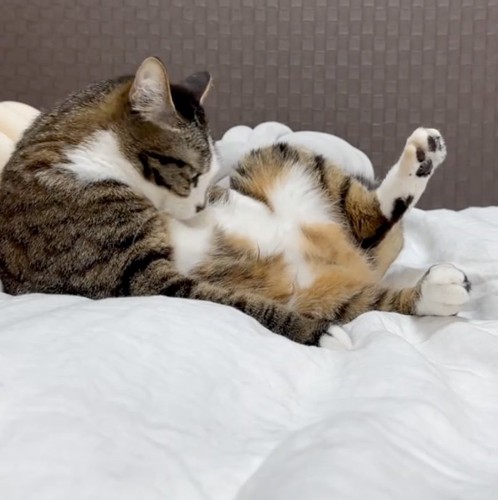 毛繕い中の猫