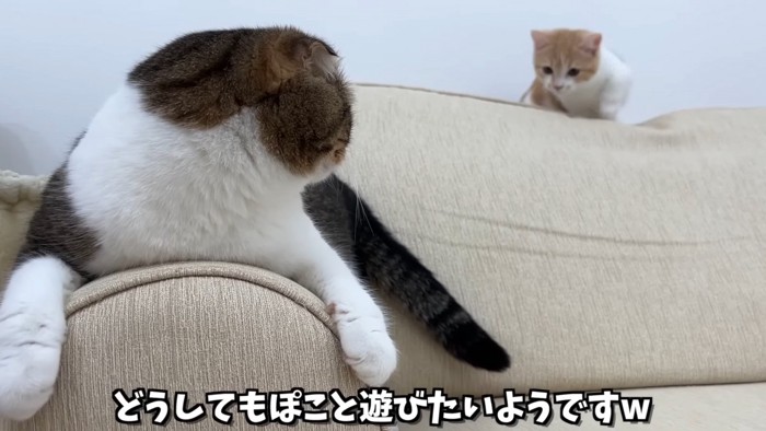 後ろにいる子猫を見る猫