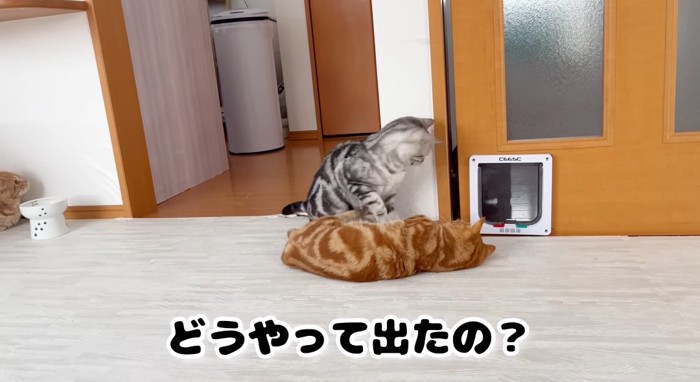 ドアを見つめる猫