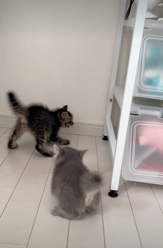 威嚇する子猫と驚く子猫