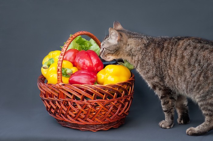 カゴに入った野菜と猫